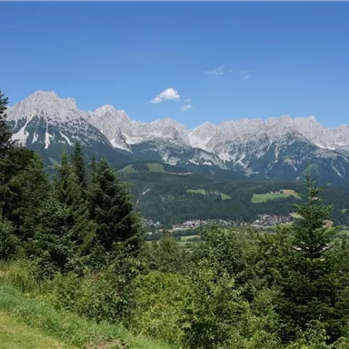 Eine beeindruckende Berglandschaft mit schneebedeckten Gipfeln und üppigem Wald im Vordergrund. Der Himmel ist klar und blau, ideal für Outdoor-Aktivitäten.