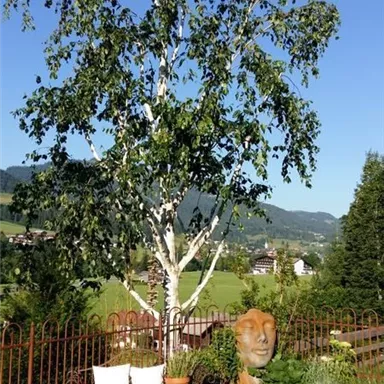 Ein schöner Garten mit einem Birkenbaum und einer ruhigen Bank. Im Hintergrund sind grüne Wiesen und Berge zu sehen.