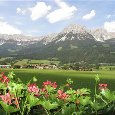 A beautiful landscape with colorful flowers in the foreground and majestic mountains in the background. The sky is clear and shows a few white clouds.