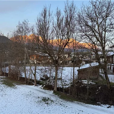 A wintry landscape with snow-covered ground and bare trees. In the background, the mountains can be seen at sunrise.