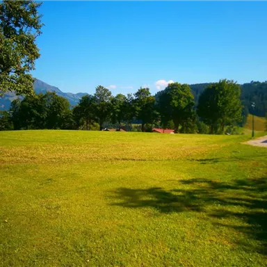 A green meadow surrounded by trees and gentle hills. The sky is clear and blue, creating a calm and peaceful atmosphere.