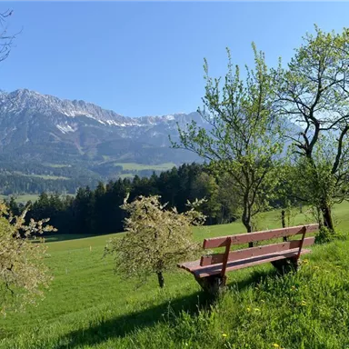 Eine ruhige Wiese mit einer Holzbank und grünen Bäumen. Im Hintergrund sind schneebedeckte Berge und ein klarer blauer Himmel zu sehen.