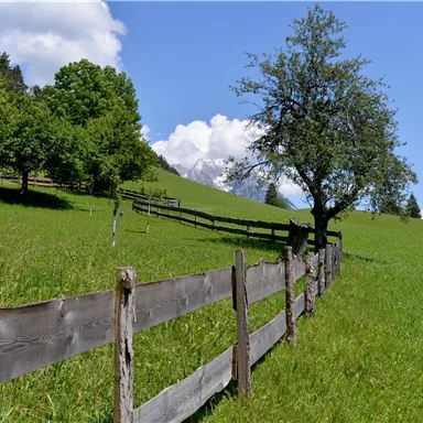 A green meadow with a wooden fence and a single tree. In the background, there are mountains and a blue sky with a few clouds.