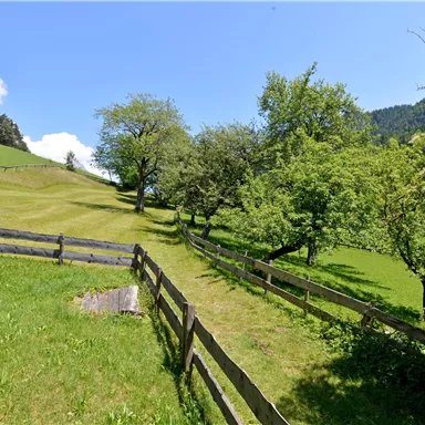 An idyllic landscape with lush green grass and trees. In the background, gentle hills and a blue sky can be seen.