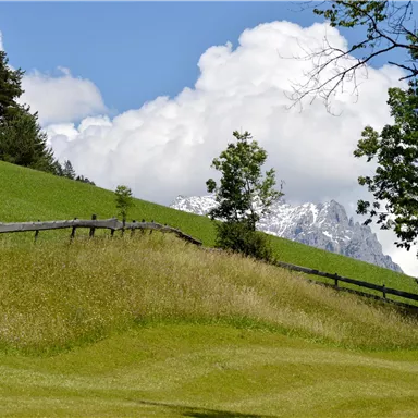 A green meadow with gentle hills and a fence. In the background, snow-capped mountains and a cloudy sky can be seen.