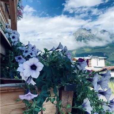 An impressive display of flowers in shades of purple, surrounded by a picturesque mountain landscape. The sky is clear with a few clouds.