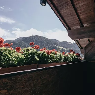 A balcony with blooming geraniums and a beautiful mountain view. The sky is clear and the landscape is sunny.