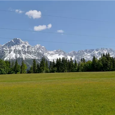 A beautiful landscape with green meadows and mountains in the background. The snow-capped peaks shine under a clear blue sky.