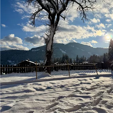 Eine winterliche Landschaft mit einem schneebedeckten Boden und einem kahlen Baum. Im Hintergrund sind Berge und ein blauer Himmel mit einigen Wolken zu sehen.