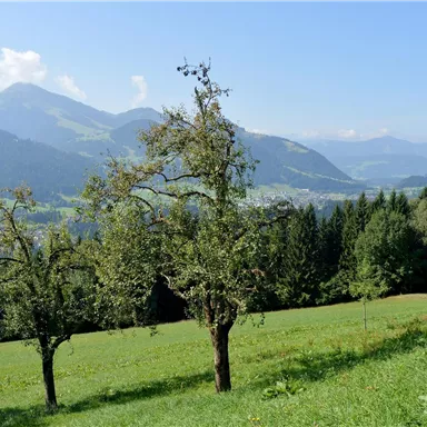 Eine malerische Landschaft mit sanften Hügeln und Bergen im Hintergrund. Im Vordergrund stehen fruchttragende Bäume auf einer grünen Wiese.