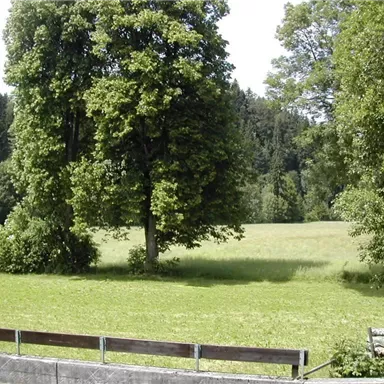 A green meadow with large trees and plenty of natural light. Dense forests are visible in the background.