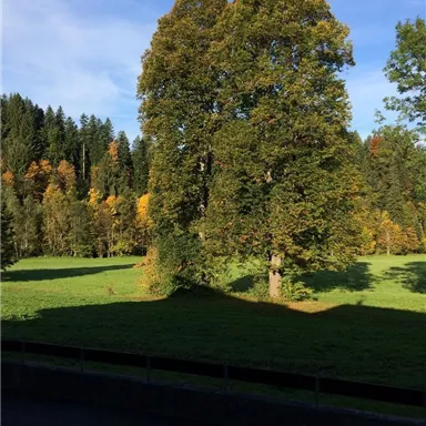 A large tree stands in a meadow, surrounded by colorful foliage in the background. The sky is clear and blue.