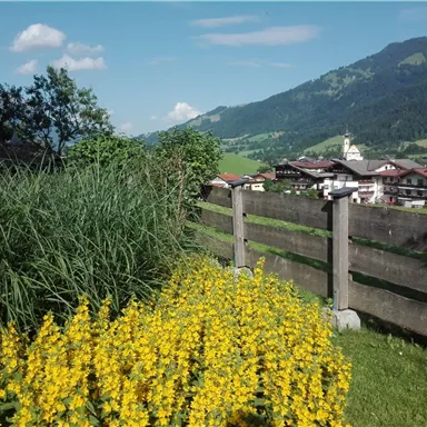 A blooming meadow with yellow flowers and green grass. In the background, mountains and a village can be seen.