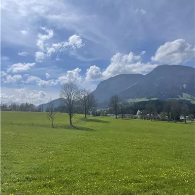 A wide meadow with fresh, green grass and scattered trees. In the background, majestic mountains rise up under a blue sky with white clouds.