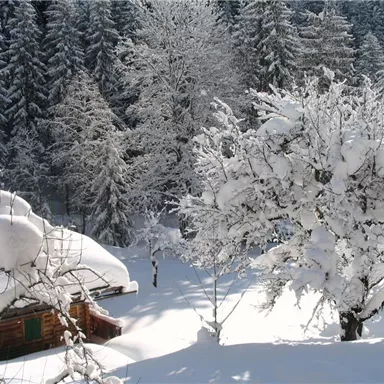 Eine verschneite Winterlandschaft mit einem gemütlichen Holzhaus und schneebedeckten Bäumen. Die Umgebung ist ruhig und malerisch, umgeben von hohen, grünen Tannen.