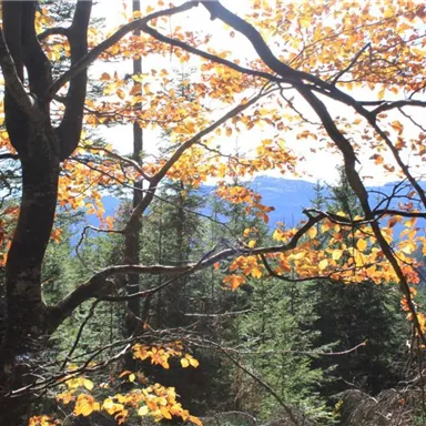 Ein herbstlicher Wald mit bunten, orangefarbenen Blättern an den Bäumen. Im Hintergrund sind grüne Tannen und sanfte Hügel zu sehen.