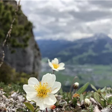 A blooming white flower in the foreground in front of a mountainous landscape. The sky is overcast and the surroundings are green.