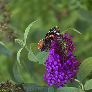 A butterfly is sitting on a purple flower. The plant has green leaves and the background is blurred.