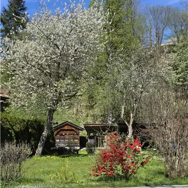 A beautiful garden with blooming trees and colorful flowers. In the background, there is a small wooden bench.