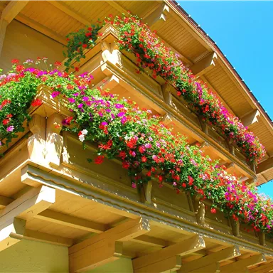 A beautiful balcony with colorful flowers in flower boxes. The sky is clear and blue.