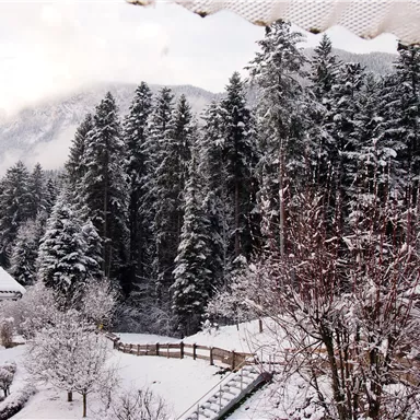 A snowy winter landscape with tall pine trees. In the background, gentle mountains and a clear sky can be seen.