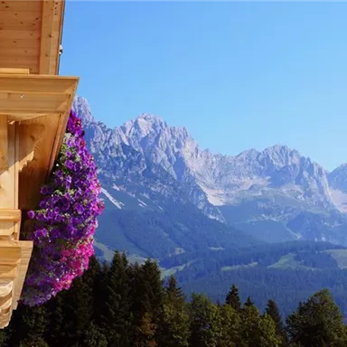 Ein Holzbalcony mit blühenden Pflanzen und einem beeindruckenden Bergpanorama im Hintergrund. Der Himmel ist klar und blau.