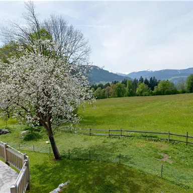 A blooming tree landscape with a wide green field and mountains in the background. The sky is clear and nature is vibrant.