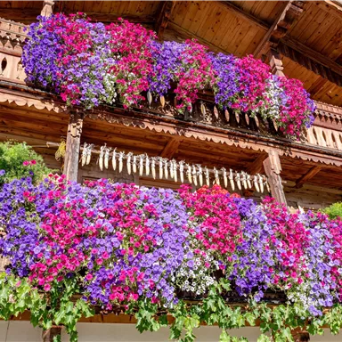 Ein traditionelles Holzhaus mit blühenden Blumenkästen in bunten Farben. Der Balkon ist üppig mit Petunien und anderen Blumen geschmückt.