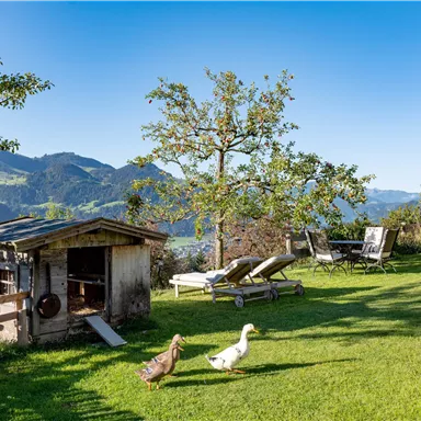 Eine grüne Wiese mit einem kleinen Holzhaus, auf der zwei Enten umherlaufen. Im Hintergrund sind Berge und ein klarer blauer Himmel zu sehen.