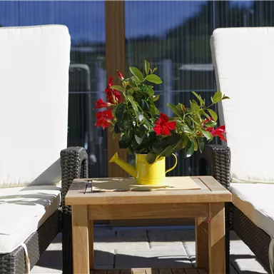Two deck chairs with white cushions are next to a wooden table. On the table sits a yellow watering can with red flowers.