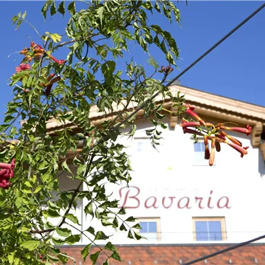 A building with the lettering "Bavaria" in the background. In the foreground, green plants with red flowers can be seen.