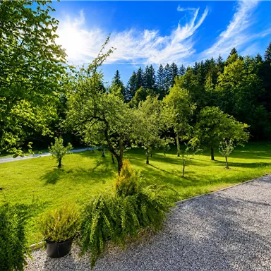 A green meadow with several trees and a bright blue sky. In the background, forests can be seen.