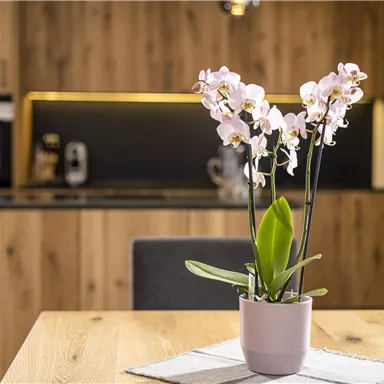 An elegant orchid in a pot stands on a wooden table. In the background, a modern kitchen with wooden paneling is visible.