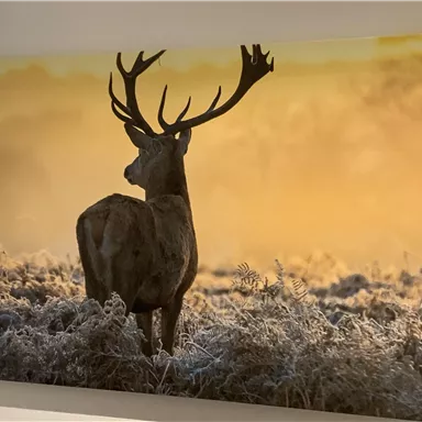A majestic deer stands in a frosty landscape. In the background, a warm orange sky illuminates the scene.