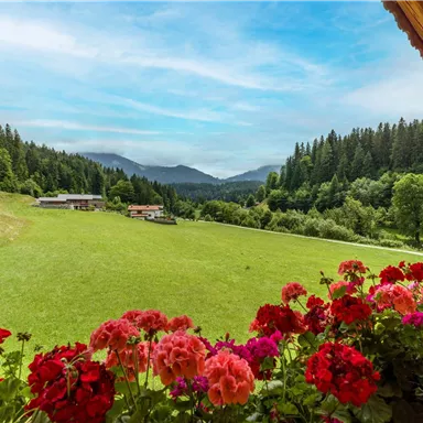 Eine malerische Landschaft mit grünen Wiesen und Wäldern. Im Vordergrund blühen bunte Blumen auf einem Balkon.