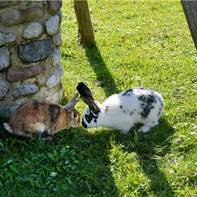 Two rabbits are facing each other on a green meadow. One has brown fur, the other is black and white.