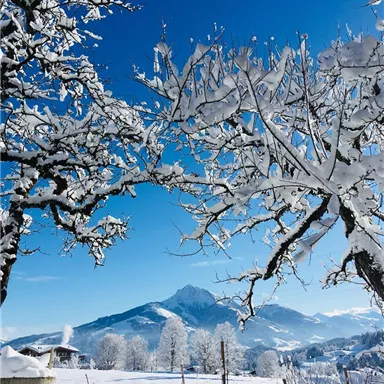 Eine winterliche Landschaft mit schneebedeckten Bäumen und einem klaren blauen Himmel. Im Hintergrund sind schneebedeckte Berge zu sehen.