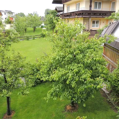 A green garden landscape with several trees and a well-maintained lawn. In the background, two houses are visible.