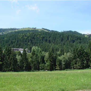 Eine malerische Waldlandschaft mit grünen Bäumen und sanften Hügeln. Der Himmel ist blau und klar, ideal für Outdoor-Aktivitäten.