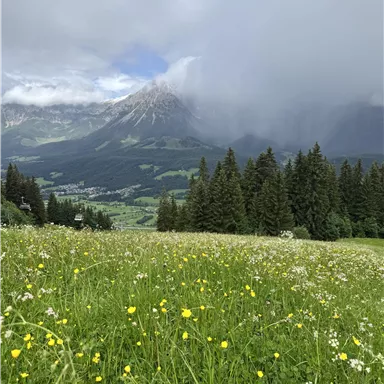A picturesque meadow with colorful flowers and tall trees. In the background, gentle hills and a cloudy sky can be seen.