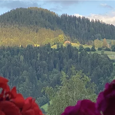 Eine grüne Berglandschaft mit dichten Wäldern und einer sonnigen Stelle auf dem Hügel. Vorne sind bunte Blumen in Rottönen zu sehen.