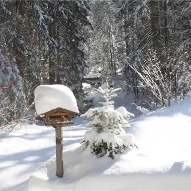 A snowy forest landscape with a feeding station on a path. The snow covers the trees and the ground, while sunlight shines through the branches.