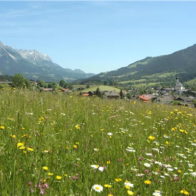 A blooming meadow with colorful flowers and green grass. In the background, mountains and a small village are visible.