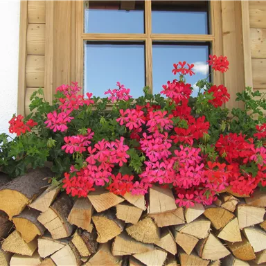 A window with a flower box full of red and pink geraniums. Below it lies a stack of wood.