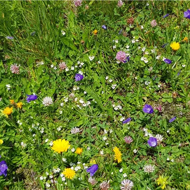 Ein bunter Blumenwiese mit verschiedenen Pflanzen in Gelb, Lila und Weiß. Das Gras ist grün und üppig.