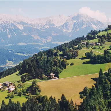 Eine malerische Berglandschaft mit grünen Wiesen und Wäldern. Im Hintergrund sind majestätische Berge zu sehen.