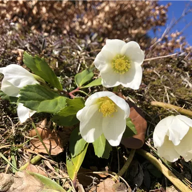 White-flowering flowers with yellow stamens grow on green grass. The sky is clear and blue.