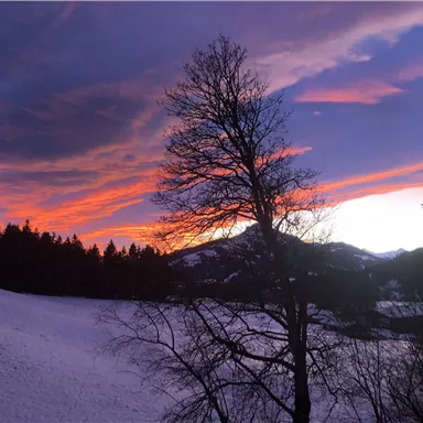 A picturesque winter landscape with a colorful sunset over snow-covered fields. Silhouettes of trees and mountains can be seen in the background.
