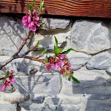 Ein Zweig mit rosa Blüten vor einer steinernen Wand. Die Blüten verleihen dem Bild eine frische, frühlingshafte Atmosphäre.
