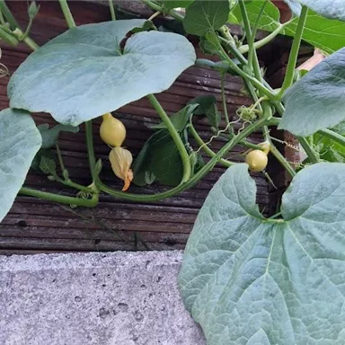 Eine Pflanze mit großen grünen Blättern wächst an einer Wand. Es gibt kleine gelbe Blüten und Früchte, die sich entwickeln.